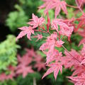 Acer palmatum 'Beni-maiko'