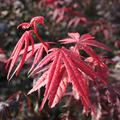 Acer palmatum 'Bloodgood'