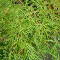 Acer palmatum 'Dissectum Viridis'