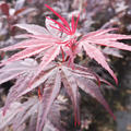 Acer palmatum 'Pung Kil'