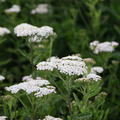 Achillea filipendulina 'Heinrich Vogeler'