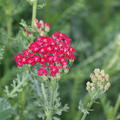 Achillea millefolium 'New Vintage Red' 