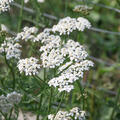 Achillea millefolium Wildform