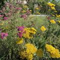 Achillea filipendulina  'Coronation Gold', Achillea filipendulina  'Coronation Gold'