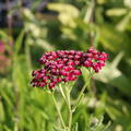 Achillea millefolium 'Kirschknigin'