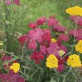 Achillea millefolium 'Kirschknigin', Achillea millefolium 'Kirschknigin'