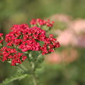 Achillea millefolium 'Paprika'