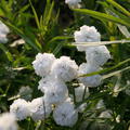 Achillea ptarmica 'Schneeball'