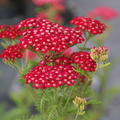 Achillea millefolium 'Petra'