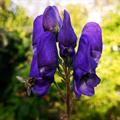 Aconitum carmichaelii 'Arendsii' (veg), Aconitum carmichaelii 'Arendsii' (veg)