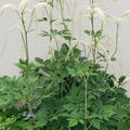 Actaea racemosa