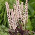 Actaea simplex 'Pink Spike'