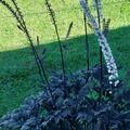 Actaea simplex 'Pink Spike', Actaea simplex 'Pink Spike'