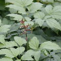 Actaea pachypoda 'Misty Blue' 