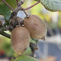 Kiwi, grossfruchtige Kiwi, Kivite, Actinidia deliciosa