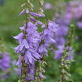 Adenophora latifolia 'Gaudi Violet' (S)