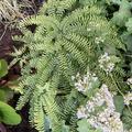 Adiantum pedatum 'Imbricatum', Adiantum pedatum 'Imbricatum'