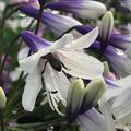 Agapanthus 'Fireworks' winterharte Schmucklilie