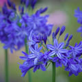 Agapanthus 'Northern Star', Schmucklilie Northern Star