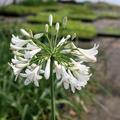 Agapanthus africanus 'Polar Ice' 