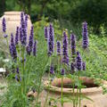 Agastache 'Black Adder'