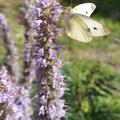 Duftnessel 'Blue Fortune', Agastache rugosa 'Blue Fortune', Runzelige Agastache