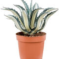 Agave amerciana mediopicta 'Alba', Grn/Grau, im 24cm Topf, Hhe 50cm, Breite 40cm