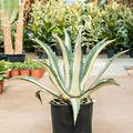 Agave amerciana mediopicta 'Alba', Grn/Grau, im 35cm Topf, Hhe 80cm, Breite 65cm