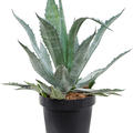 Agave americana, Grn/Grau, im 30cm Topf, Hhe 65cm, Breite 60cm