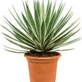 Agave angustifolia, Grn/grau, im 30cm Topf, Hhe 90cm, Breite 80cm