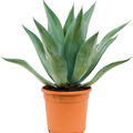 Agave centrica, im 20cm Topf, Hhe 55cm, Breite 45cm