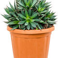 Agave filifera 'X Isthmensis', Grn, im 35cm Topf, Hhe 55cm, Breite 40cm