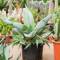 Agave guiengola, Grn/Grau, im 60cm Topf, Hhe 110cm, Breite 110cm