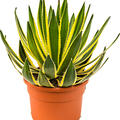 Agave lopantha, Grn/gelb, im 27cm Topf, Hhe 50cm, Breite 50cm