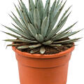 Agave macroacantha, Grau, im 27cm Topf, Hhe 40cm, Breite 30cm