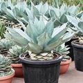 Agave ovatifolia 'Vanzie', Grijs Groen, im 45cm Topf, Hhe 85cm, Breite 75cm