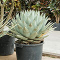 Agave parryi, Grn/grau, im 35cm Topf, Hhe 60cm, Breite 45cm