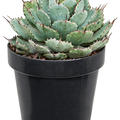 Agave potatorum 'Kichiokan', Grn/grau/gelb, im 20cm Topf, Hhe 30cm, Breite 20cm