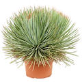 Agave stricta 'Blue', Grn/blau, im 24cm Topf, Hhe 50cm, Breite 60cm