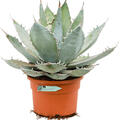Agave titanota 'White Ice', Grn/grau, im 30cm Topf, Hhe 55cm, Breite 45cm