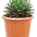 Agave victoriae-reginae, Grn, im 35cm Topf, Hhe 50cm, Breite 35cm