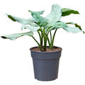 Aglaonema 'Aluminio', Tuff, im 24cm Topf, Hhe 65cm, Breite 55cm