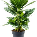 Aglaonema 'Amazon Silver', Tuff, im 19cm Topf, Hhe 70cm, Breite 35cm