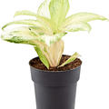 Aglaonema 'Arctic Lime', Tuff, im 19cm Topf, Hhe 45cm, Breite 45cm