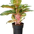 Aglaonema 'Carnival Queen', Tuff, im 19cm Topf, Hhe 50cm, Breite 40cm