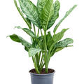 Aglaonema 'Chantal', Tuff, im 24cm Topf, Hhe 70cm, Breite 40cm