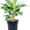 Aglaonema Cintho Queen, Tuff, im 24cm Topf, Hhe 65cm, Breite 50cm