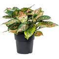 Aglaonema 'Crimson Love', Tuff, im 19cm Topf, Hhe 40cm, Breite 35cm