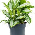 Aglaonema 'Diamond Bay', Tuff, im 30cm Topf, Hhe 65cm, Breite 50cm