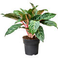 Aglaonema 'Dreamcatcher', Tuff, im 19cm Topf, Hhe 50cm, Breite 40cm